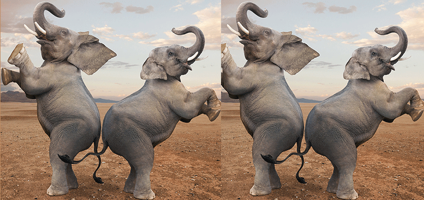 apple nvidia dancing elephants