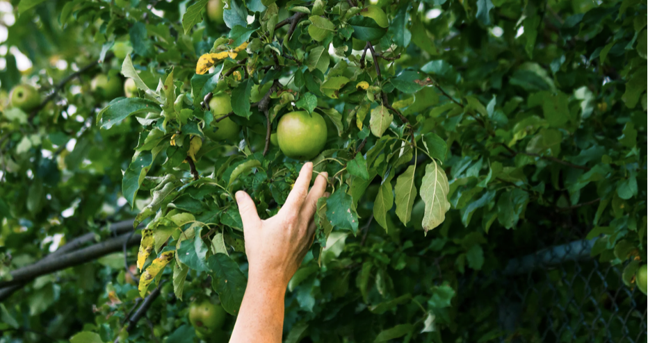 apple evercore pick green